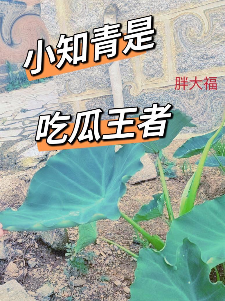 小知青是吃瓜王者 胖大福