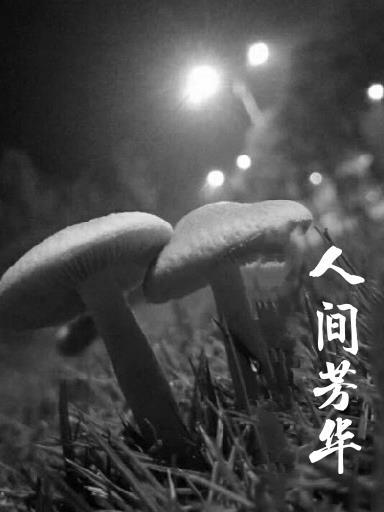 人間芳華山珍海味野生菌子